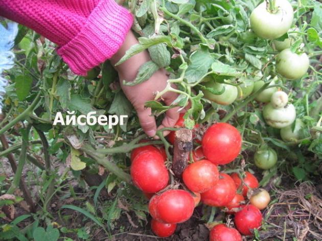 Томат Айсберг 2