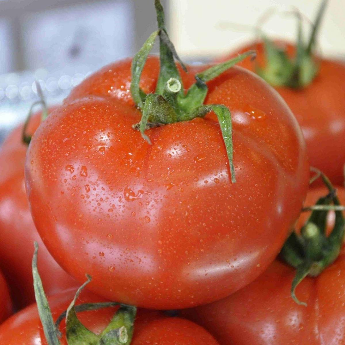 Томат Айвенго 2