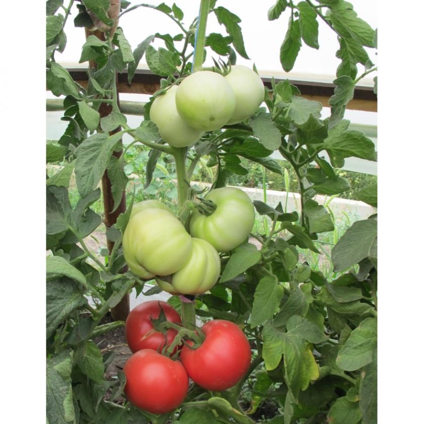 Томат Айвенго