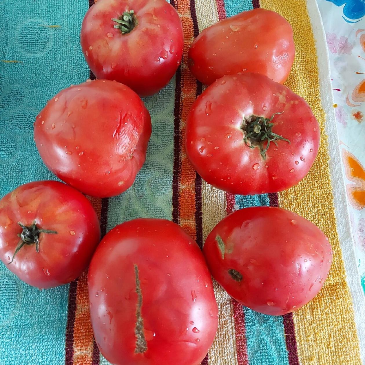 Томат Баба Шура 2