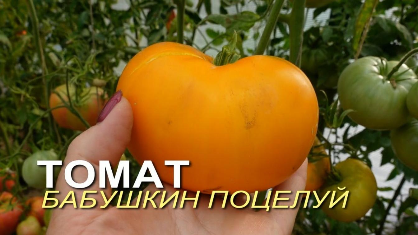 Томат Бабушкин поцелуй 2