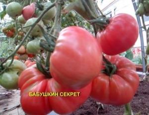 Томат Бабушкин секрет