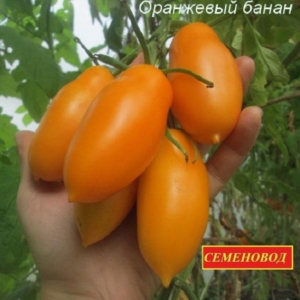 Томат Банан оранжевый