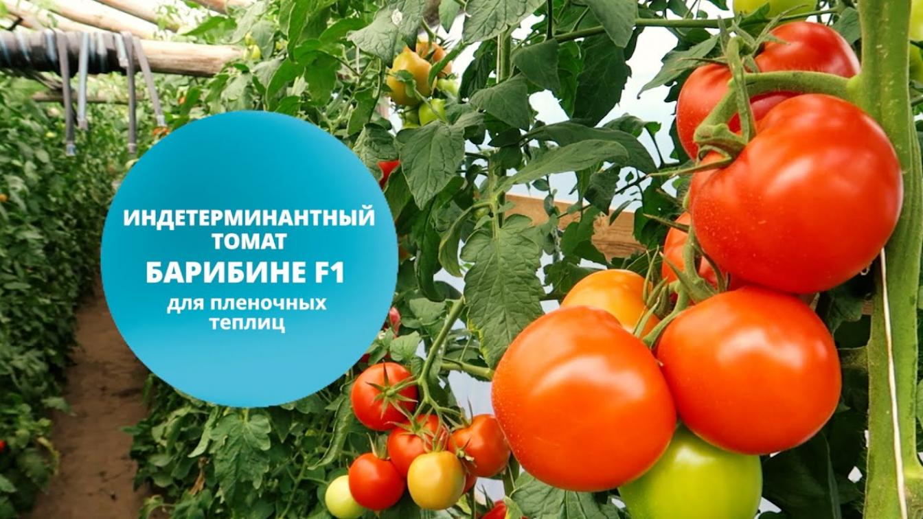 Томат Барибине 2