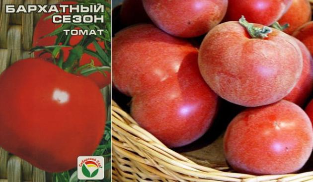 Томат Бархатный сезон