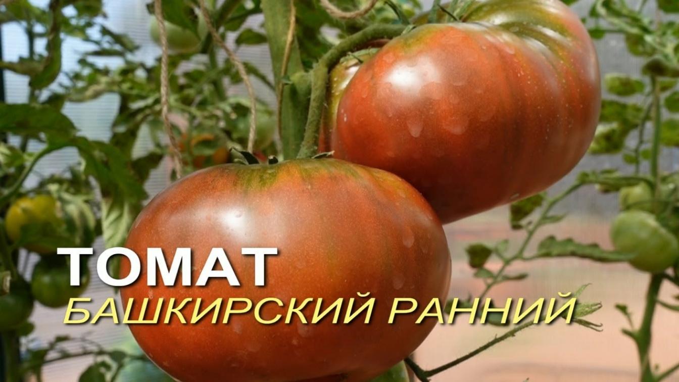 Томат Башкирский ранний 2