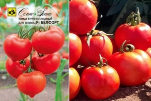 Томат Белфорт