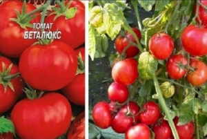 Томат Беталюкс