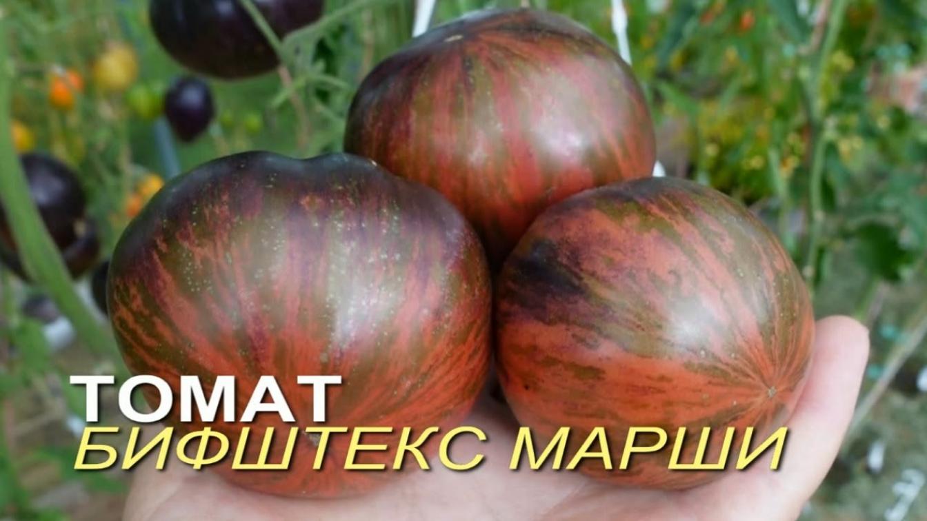 Томат Бифштекс Марши 2
