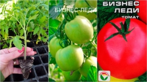 Томат Бизнес леди