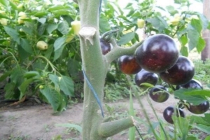 Томат Блю Р20