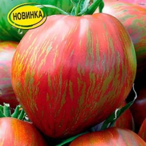 Томат Богатырь Илюша