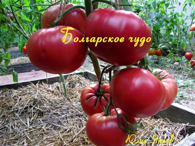 Томат Болгарское чудо 2