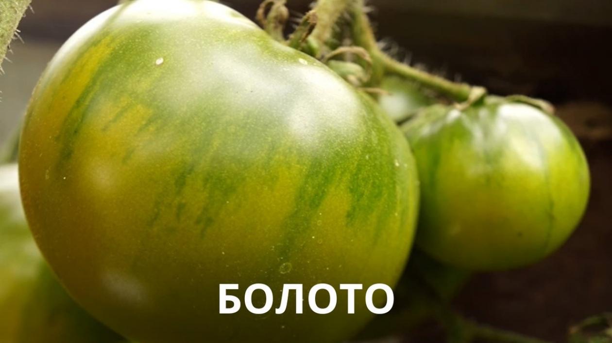 Томат Болото 2