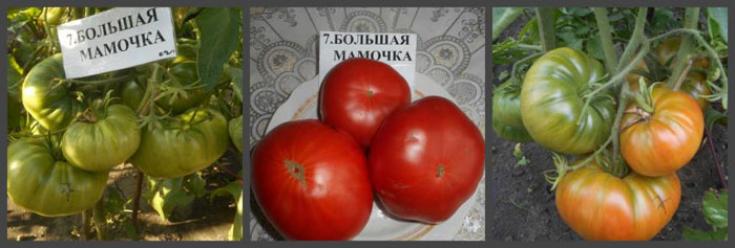 Томат Большая мамочка 2