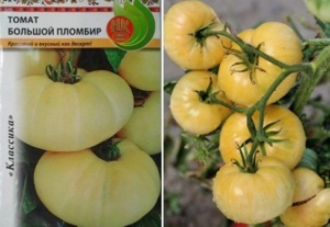 Томат Большой пломбир