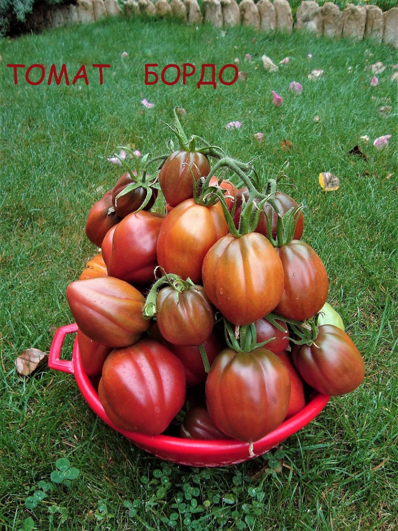 Томат Бордо 4