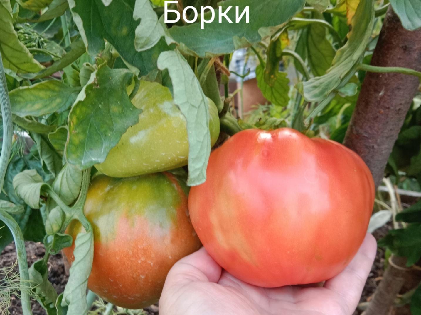 Томат Борки 2