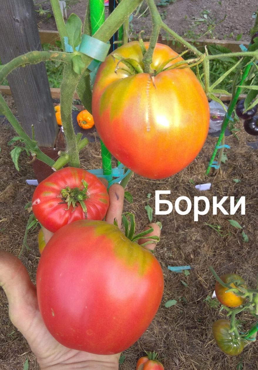 Томат Борки