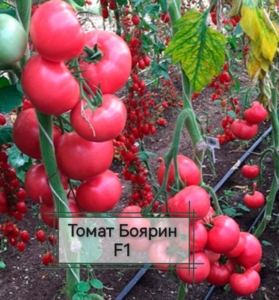 Томат Боярин