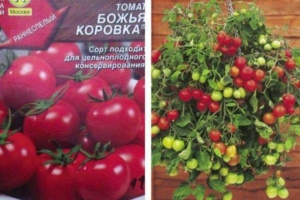 Томат Божья коровка