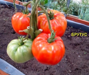 Томат Брутус