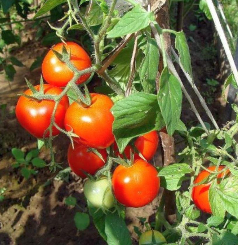 Томат Бурковский ранний