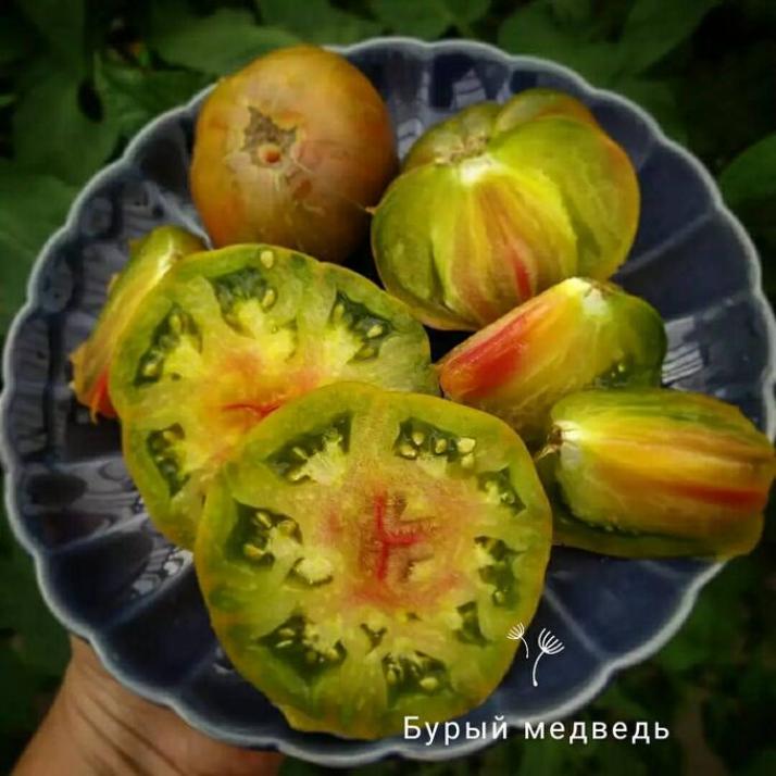 Томат Бурый медведь