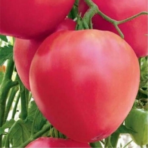 Томат Бычье сердце розовое