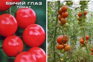 Томат Бычий глаз