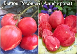 Томат Бычок розовый