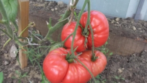 Томат Чемпион Бурятии