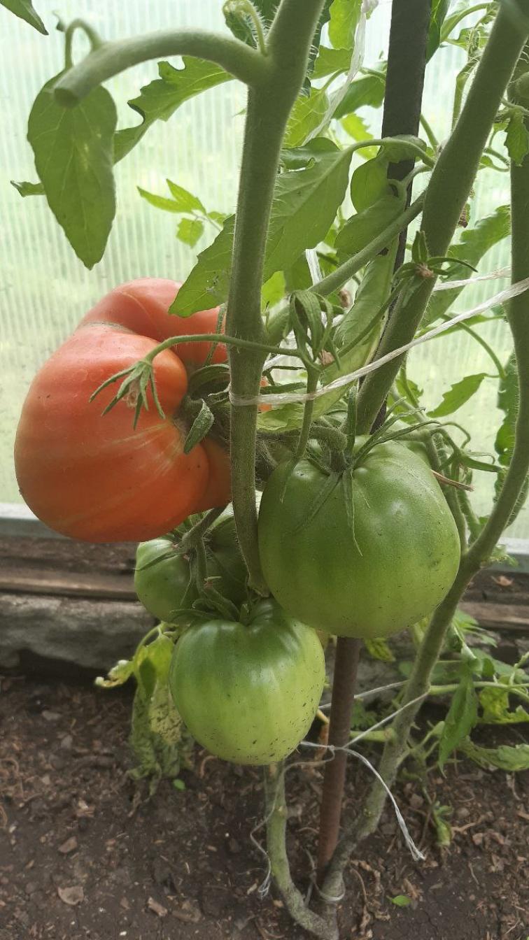 Томат Чемпион Бурятии 3