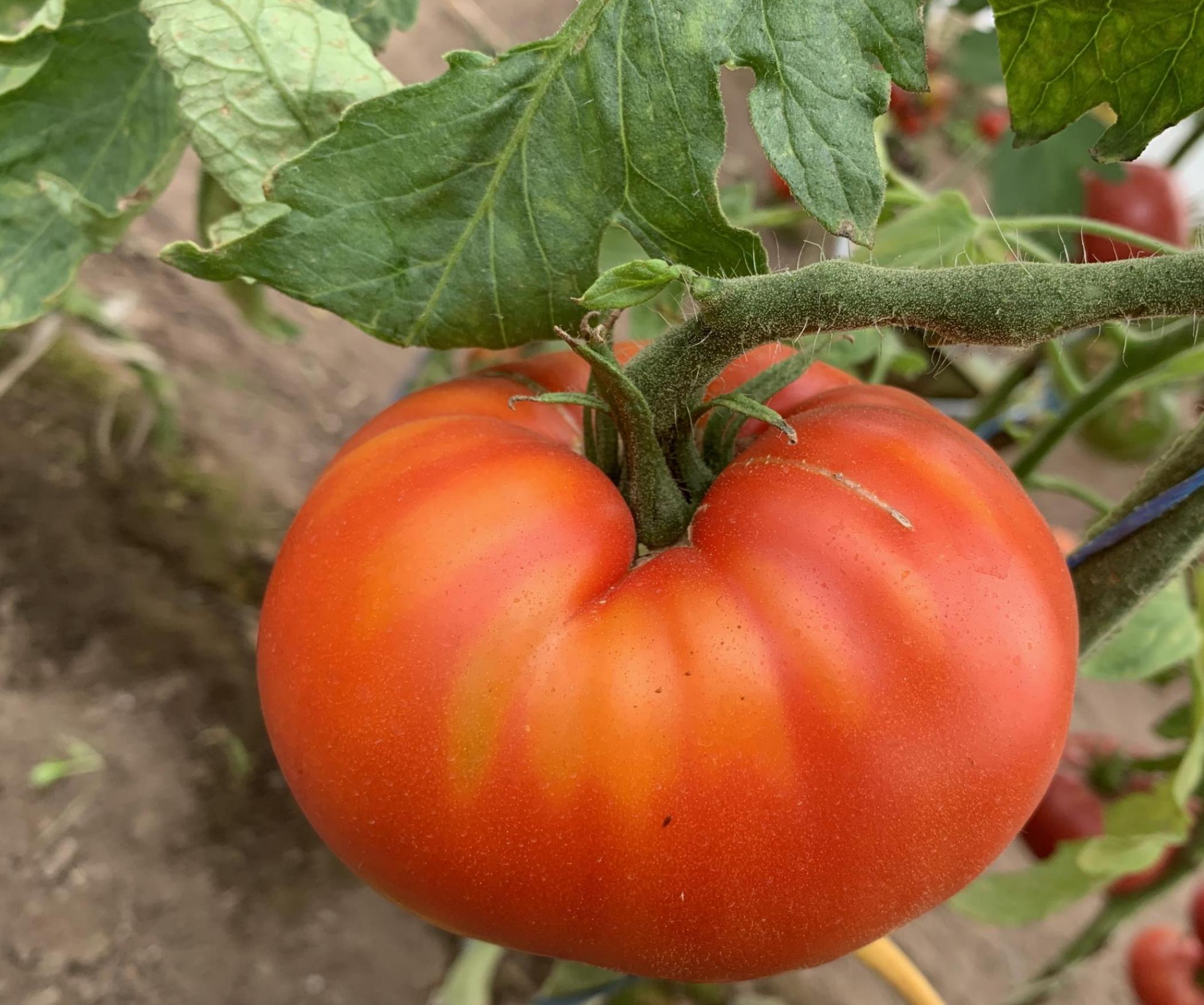 Томат Чемпион Бурятии 4