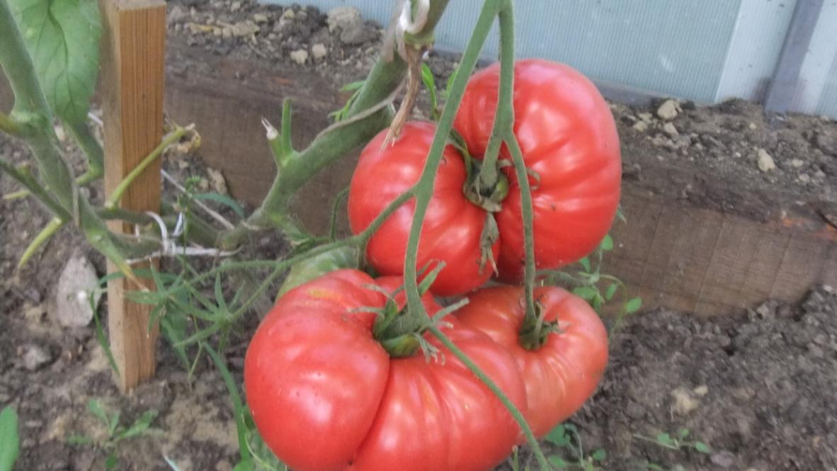 Томат Чемпион Бурятии