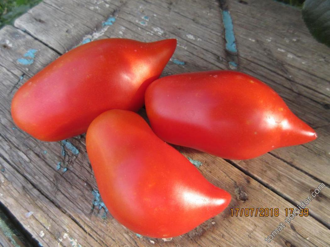 Томат Черевички 2