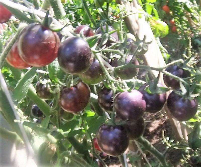 Томат Черная клубника 4