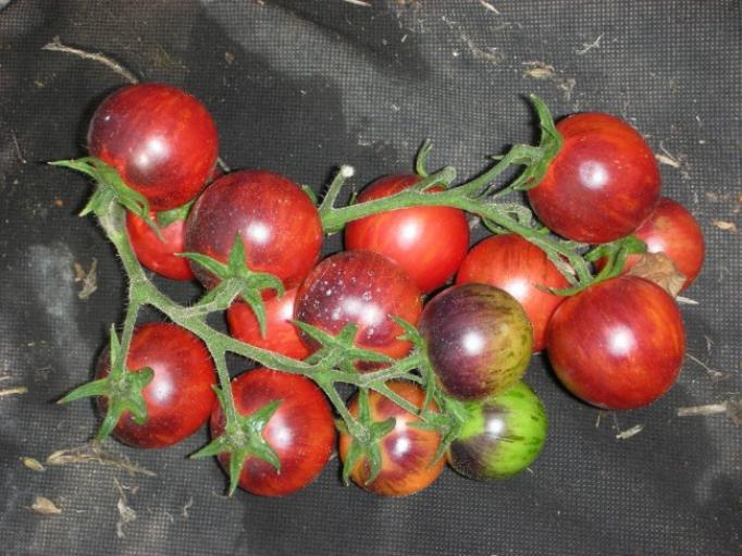 Томат Черная клубника 5