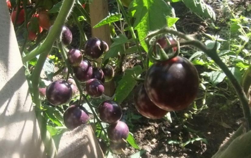 Томат Черная клубника