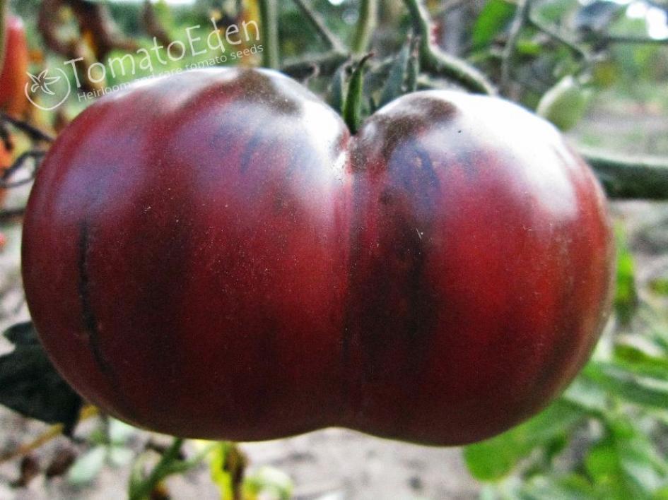 Томат Черная пантера 4