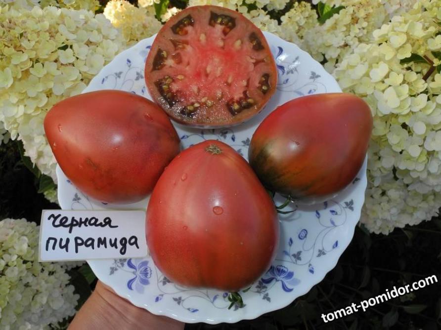 Томат Черная Пирамида 2