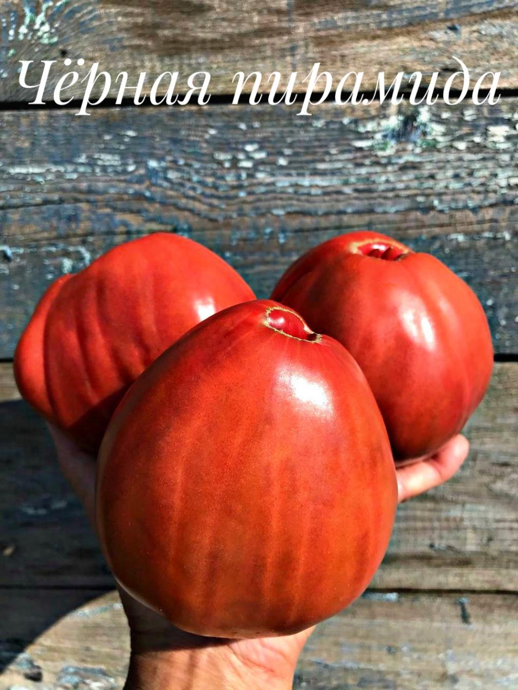 Томат Черная Пирамида 3