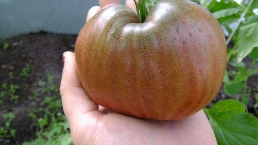 Томат Черная Пирамида 4