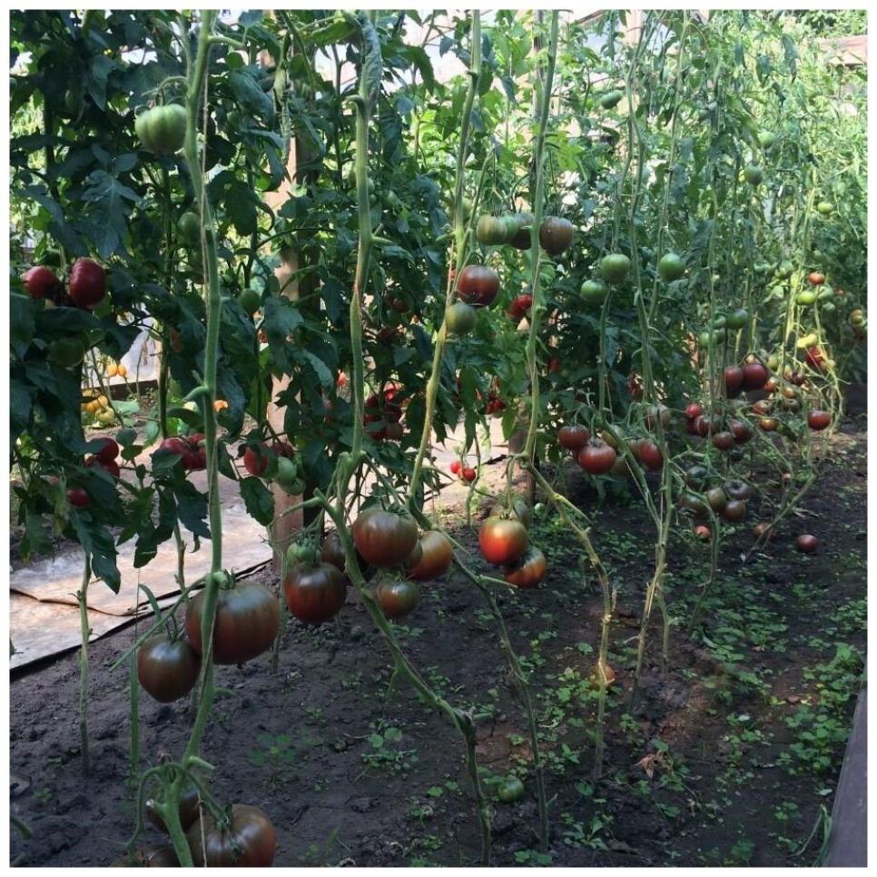 Томат Черное сердце Америки 3