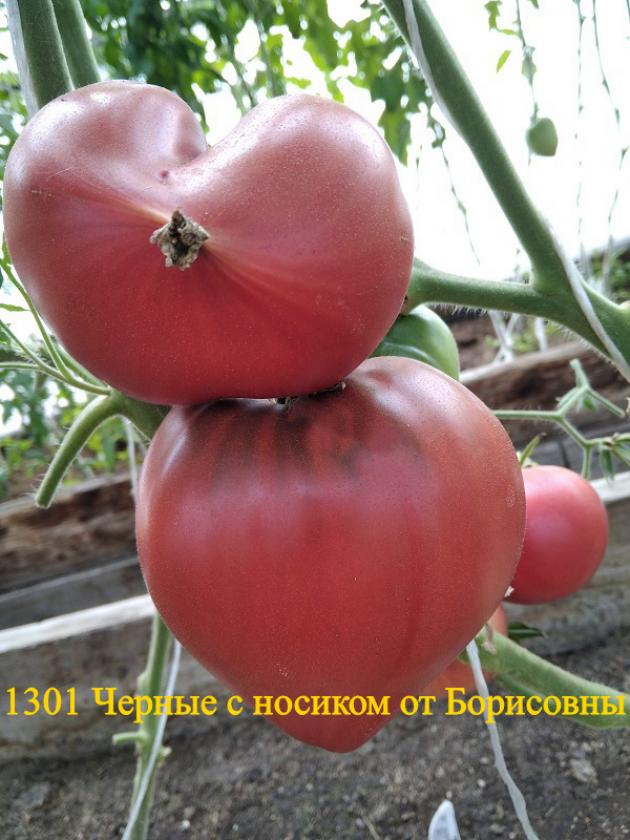 Томат Черное сердце с носиком от Борисовны 3