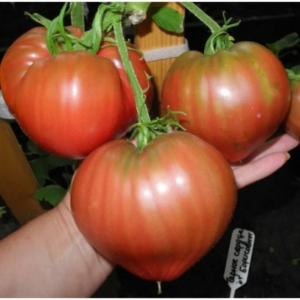 Томат Черное сердце с носиком от Борисовны