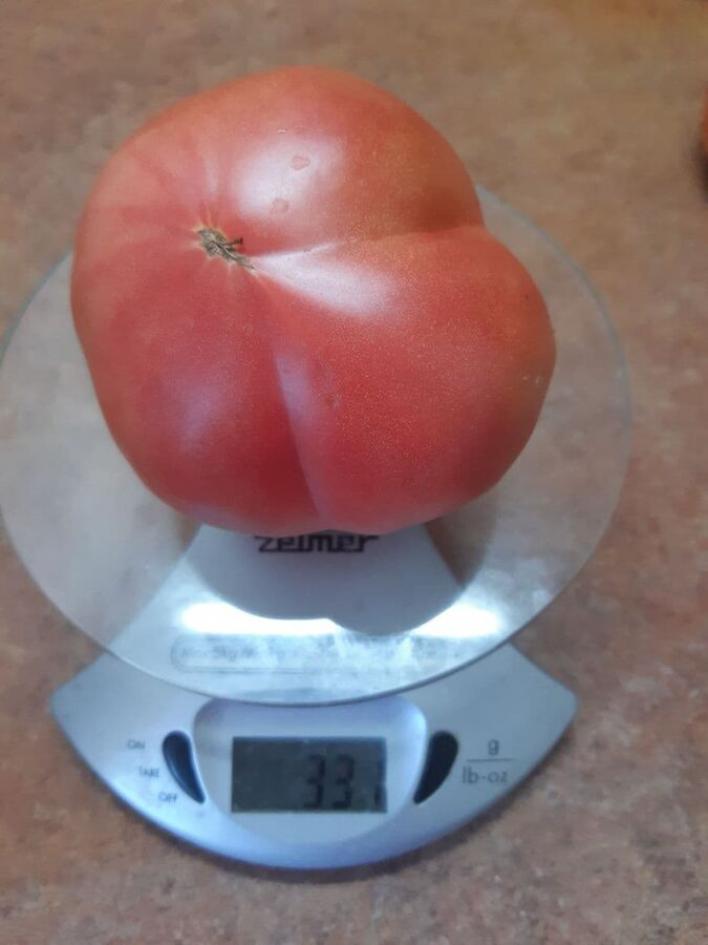 Томат Черногория 3