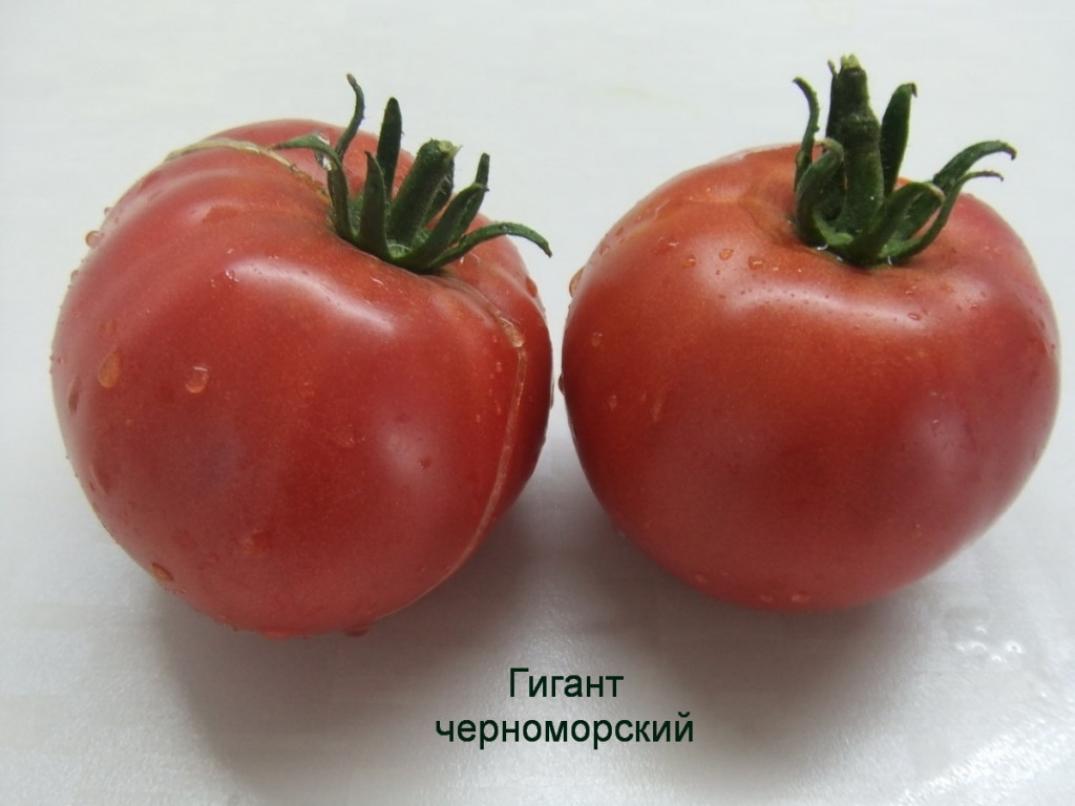 Томат Черноморский гигант 4