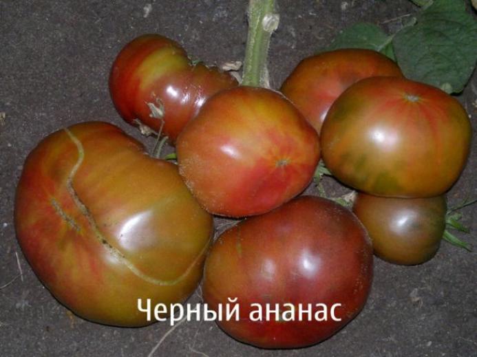 Томат Черный ананас 3