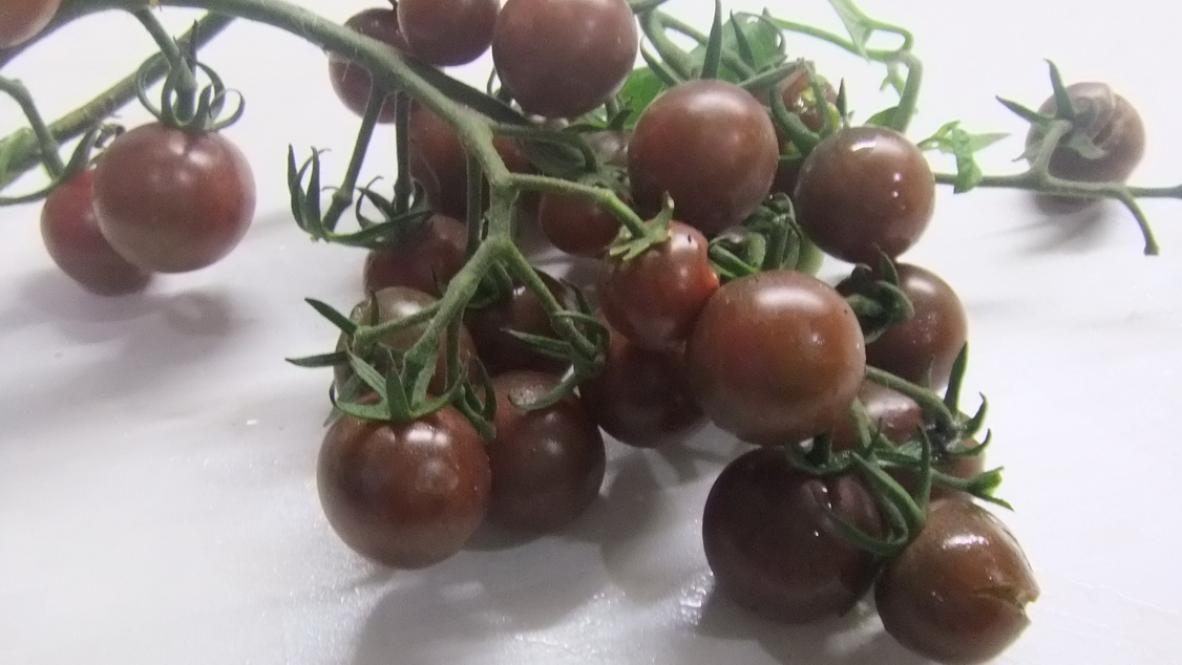 Томат Черный опал 2